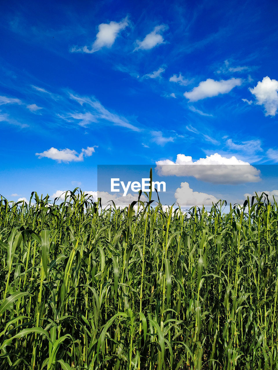 Beautiful blue sky with white clouds against millet plants