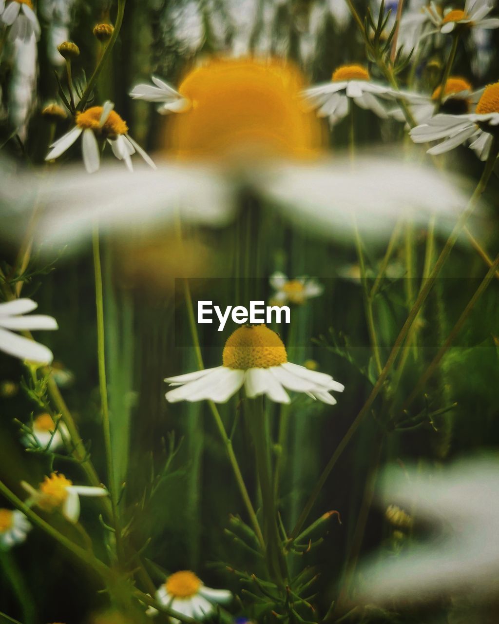 close-up of white daisy flowers on field