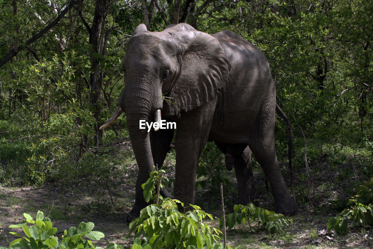 An african bush elephant emerging from the foliage in tanzania