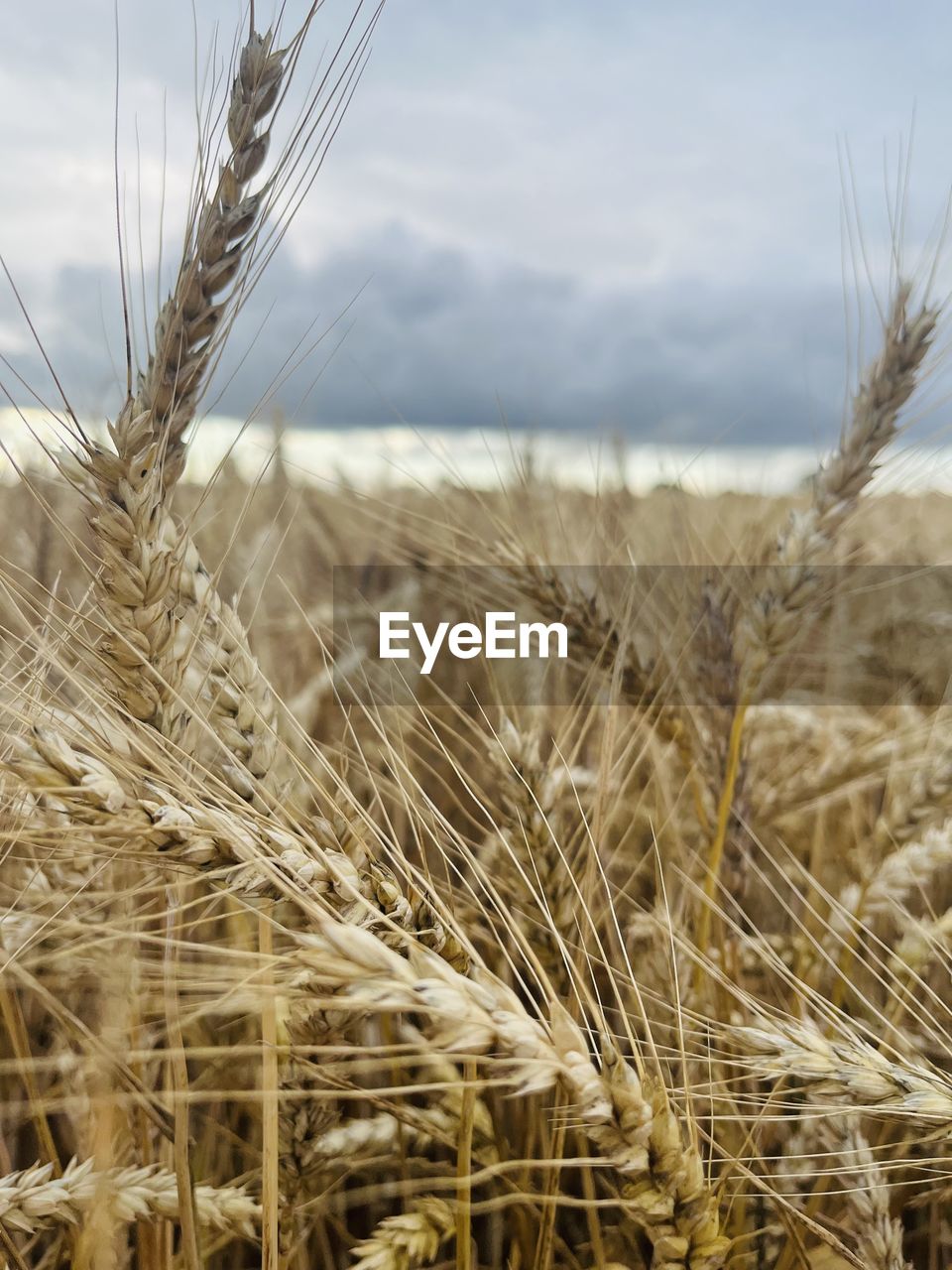 Close-up of wheat growing on field against sky