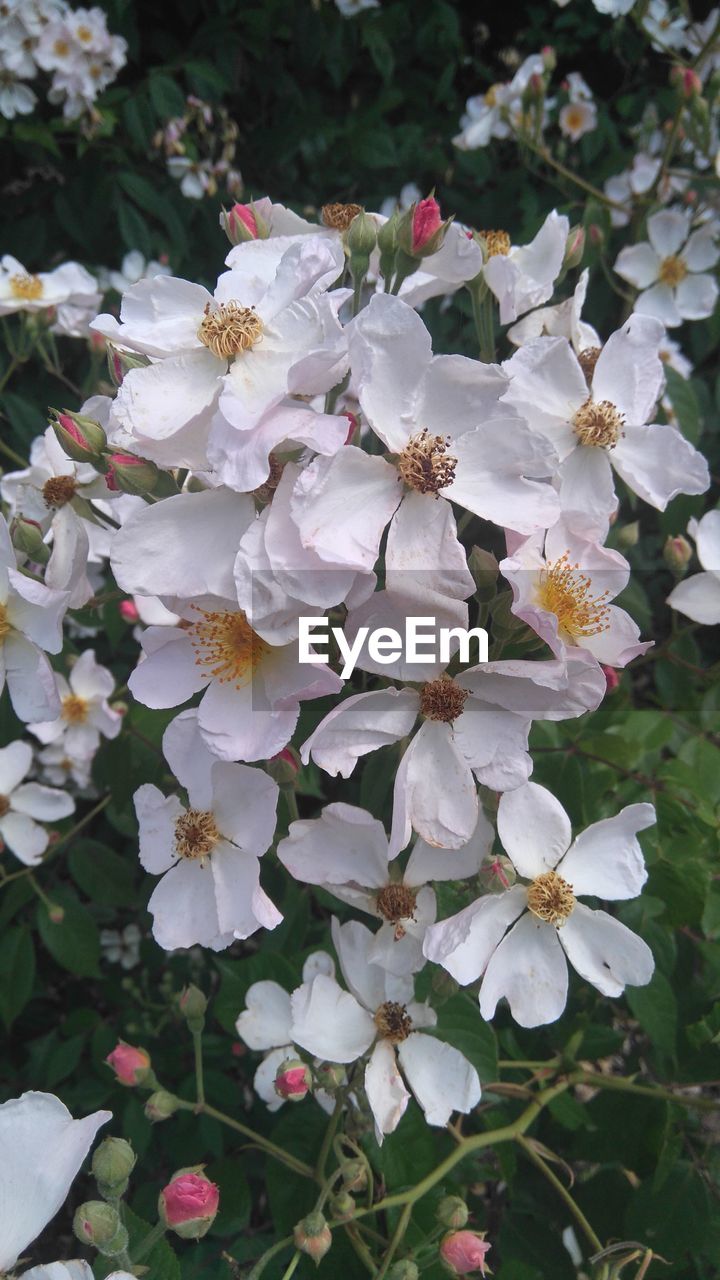 CLOSE UP OF WHITE FLOWERS