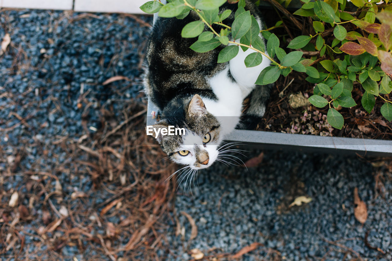 High angle portrait of cat outdoors