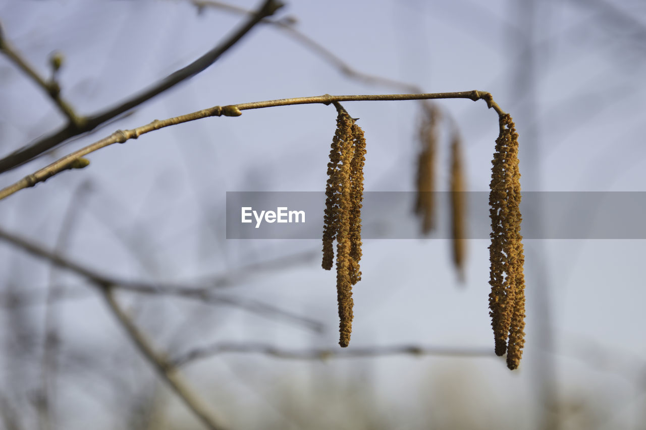 CLOSE-UP OF PLANT AGAINST TREE