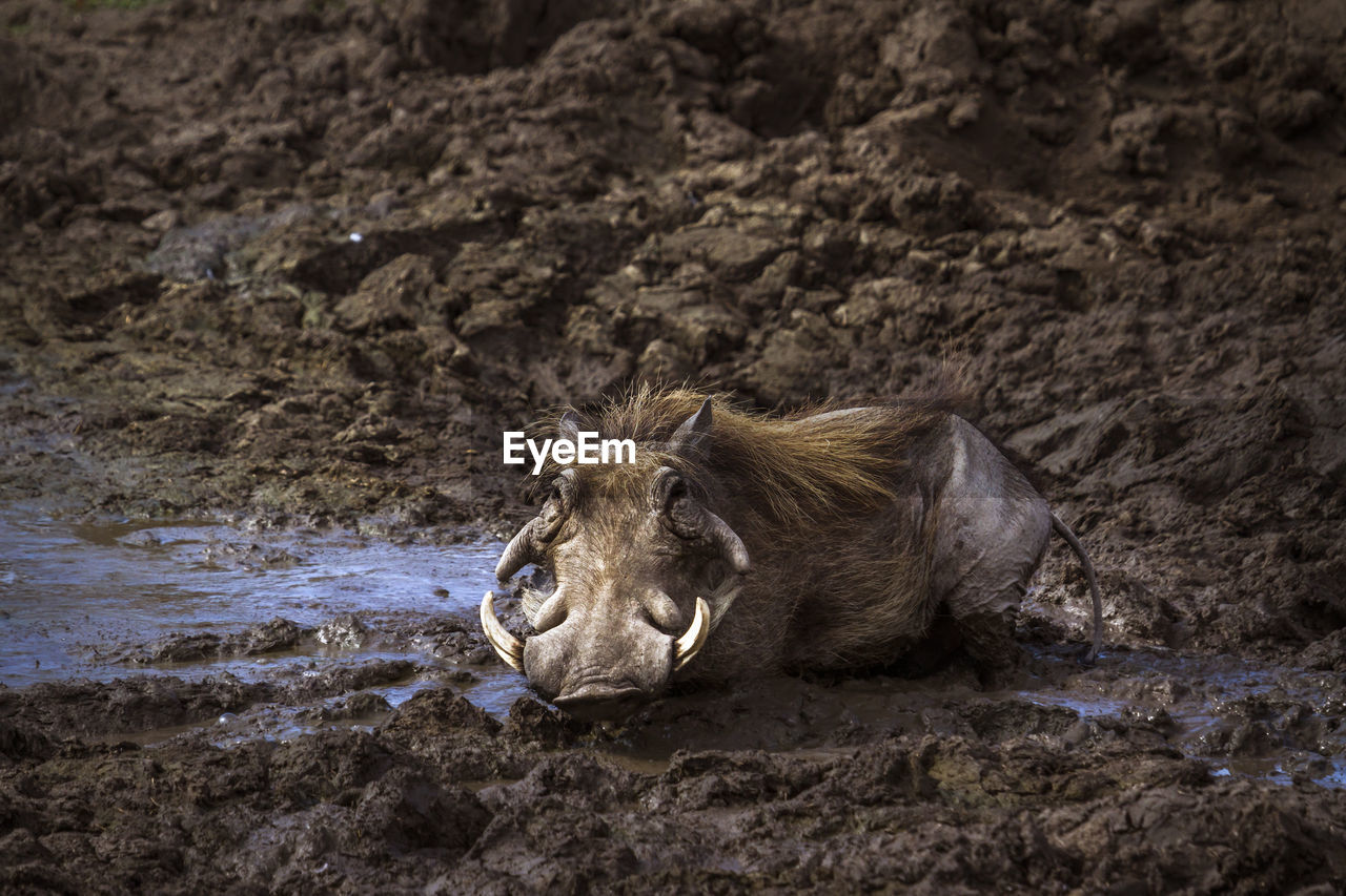 Warthog lying in mud
