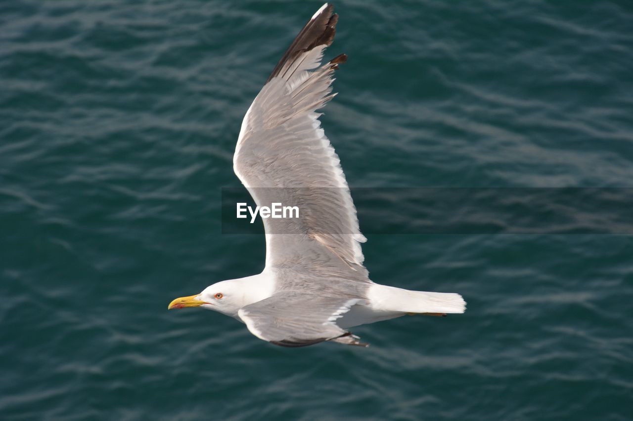 Close-up of white bird flying over water