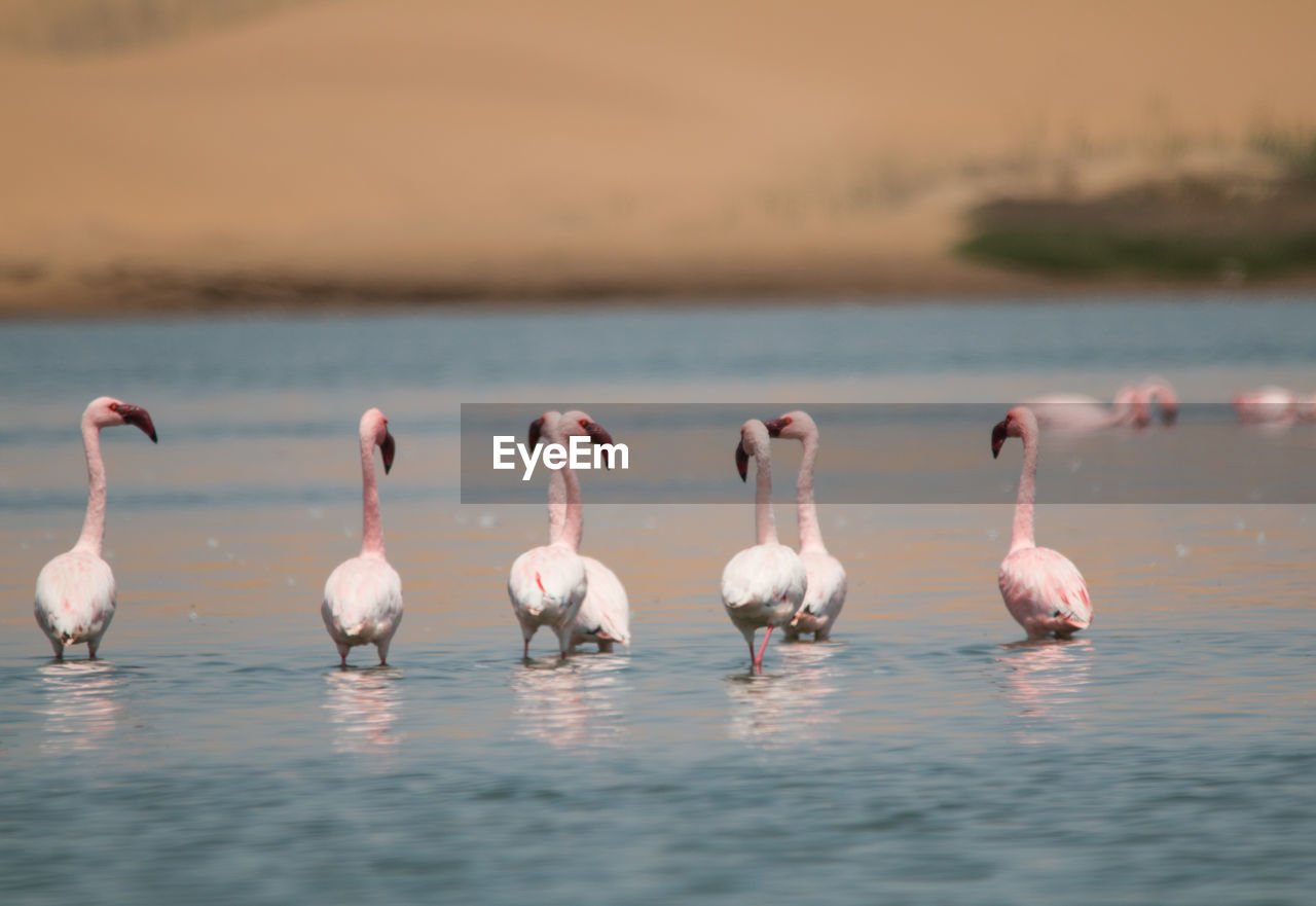 BIRDS IN A LAKE