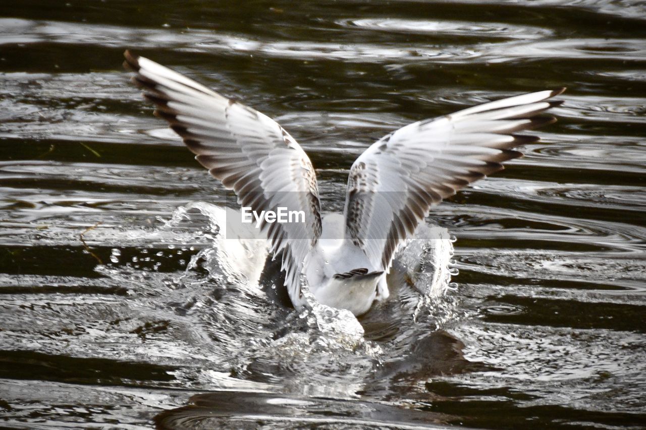 CLOSE-UP OF BIRDS IN LAKE