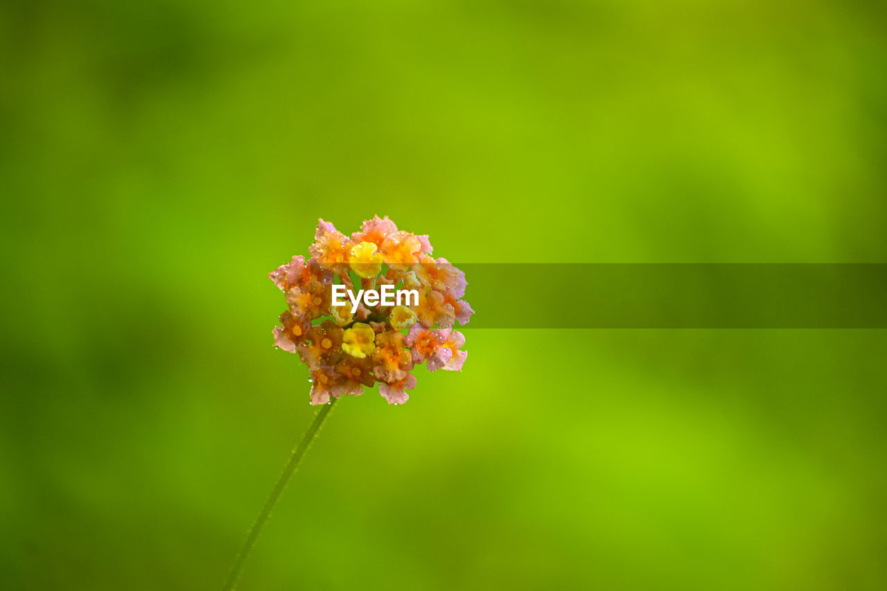 CLOSE-UP OF RED FLOWERING PLANT AGAINST BLURRED BACKGROUND