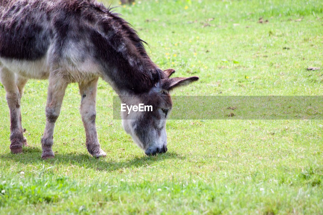 VIEW OF A HORSE GRAZING ON FIELD