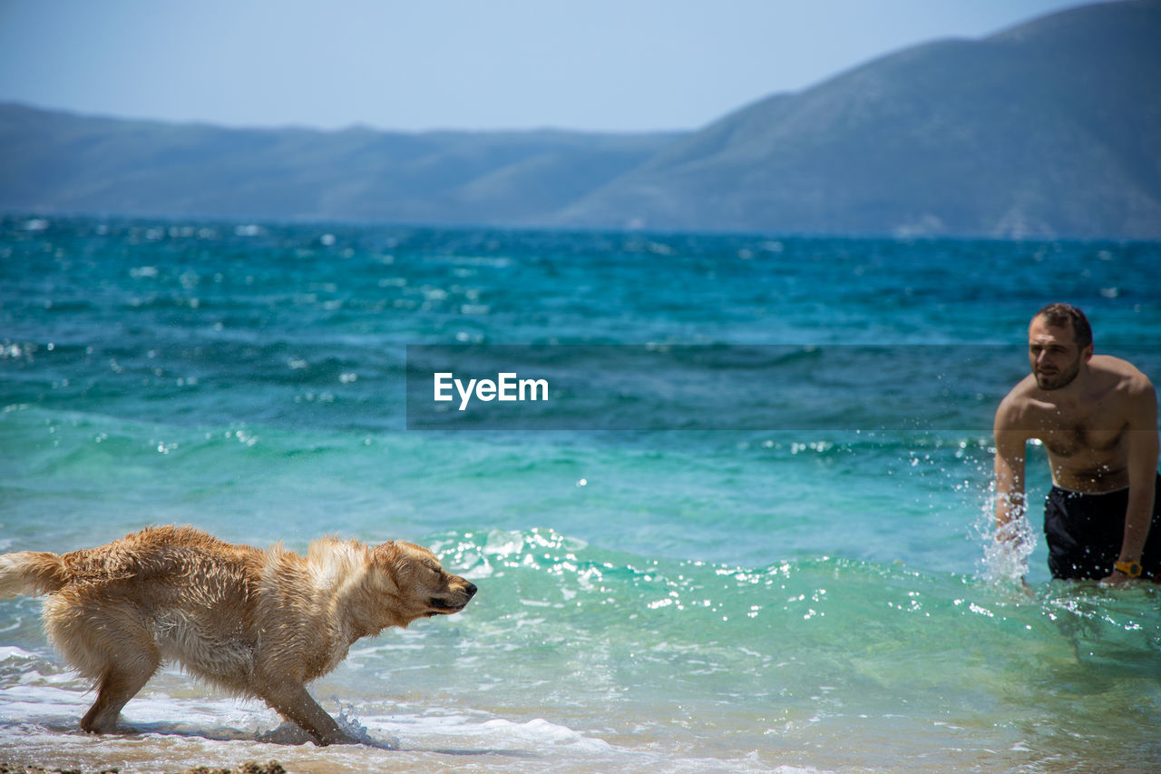 FULL LENGTH OF DOG ON BEACH