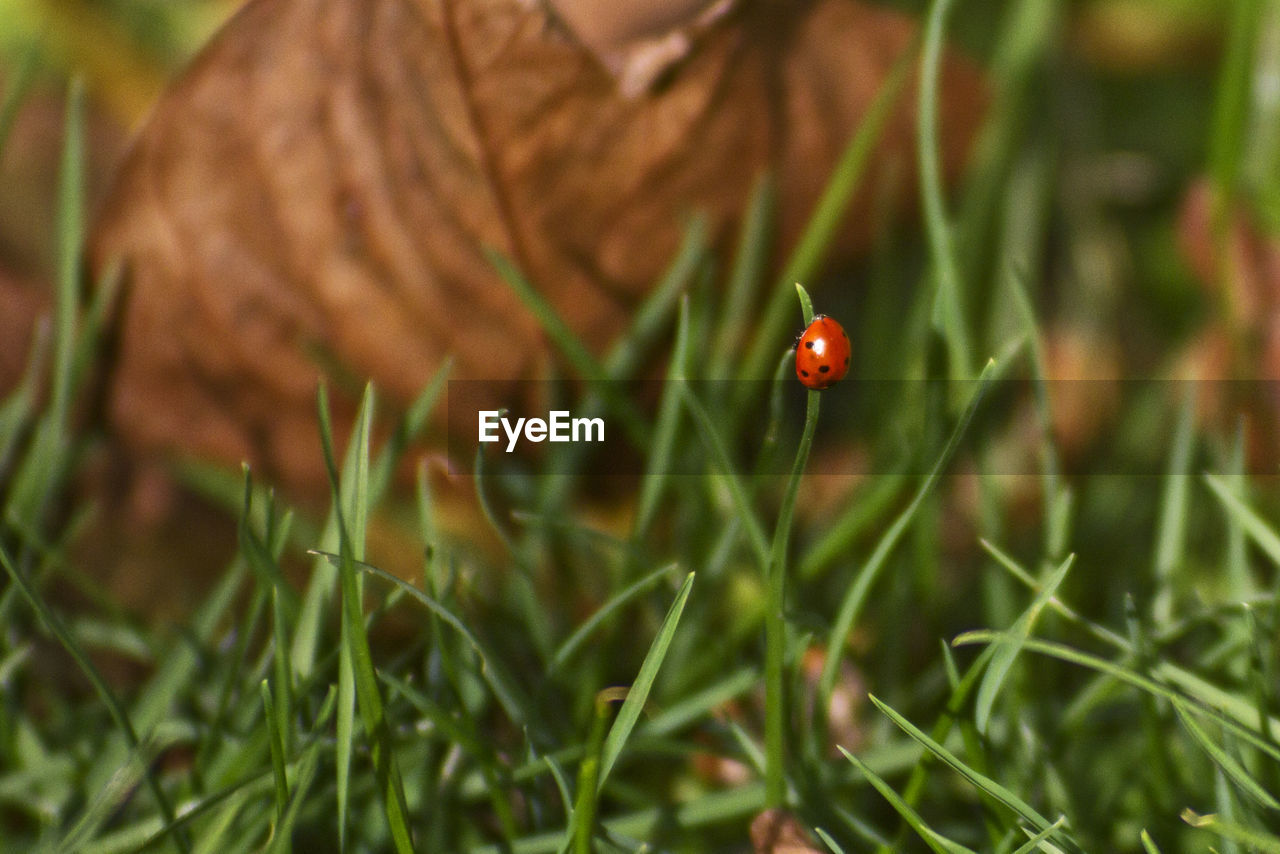 CLOSE UP OF LADYBUG