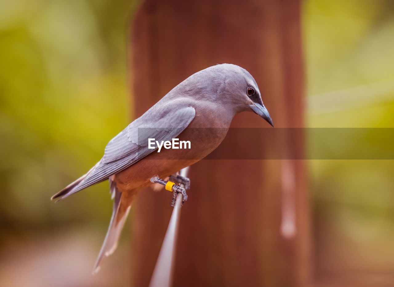 Close-up of bird perching outdoors