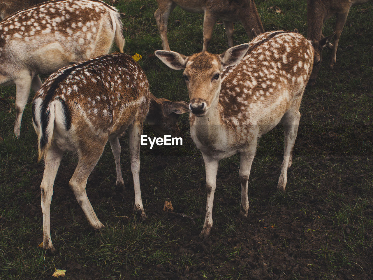 Deer standing in grass