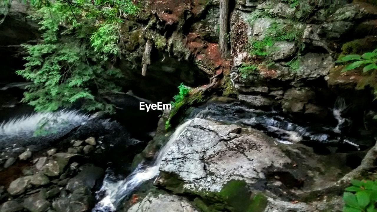 SCENIC VIEW OF ROCKS IN FOREST