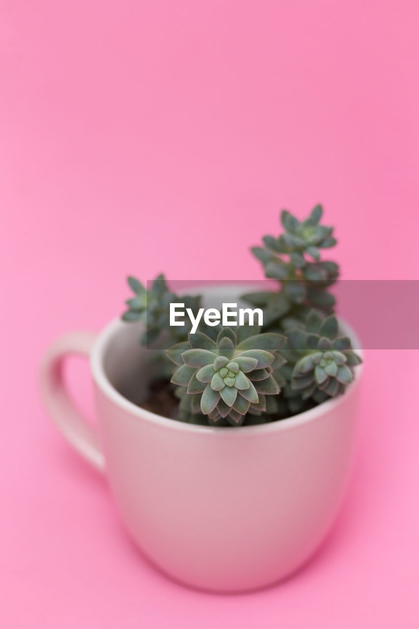 Succulent plant in a pink pot on pink background