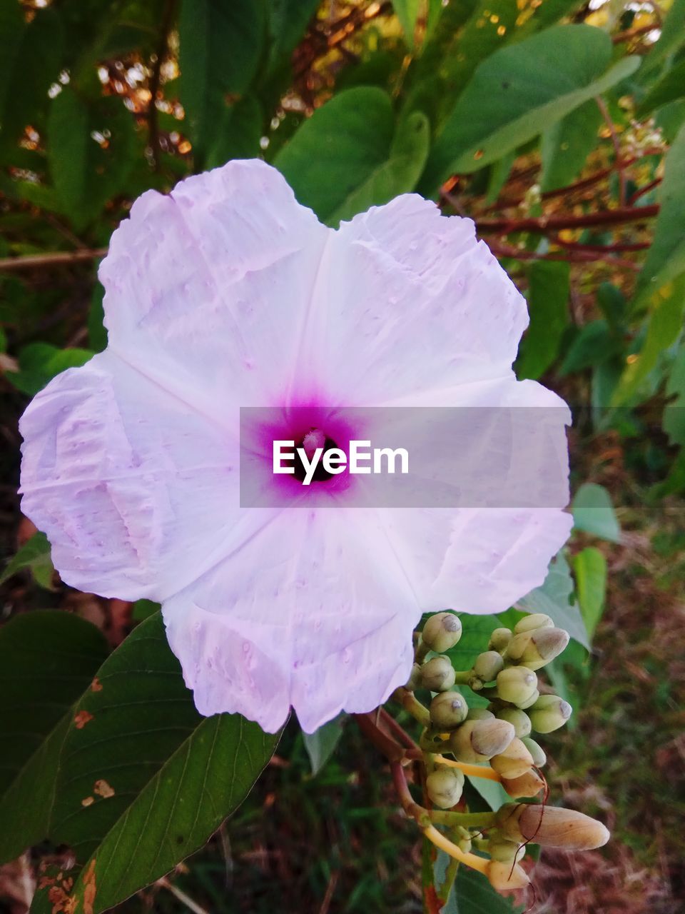 CLOSE-UP OF PINK FLOWERING PLANTS