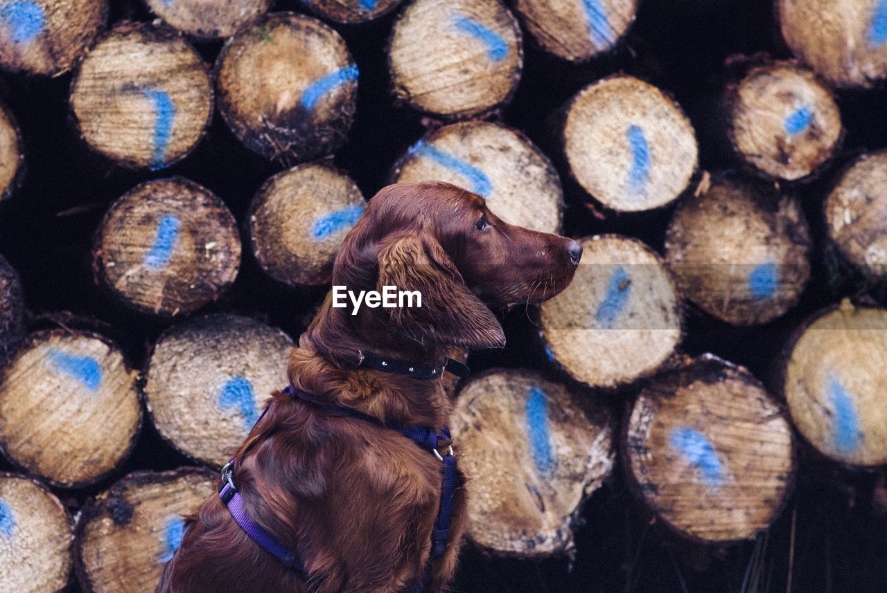 Close-up of dog against log stack