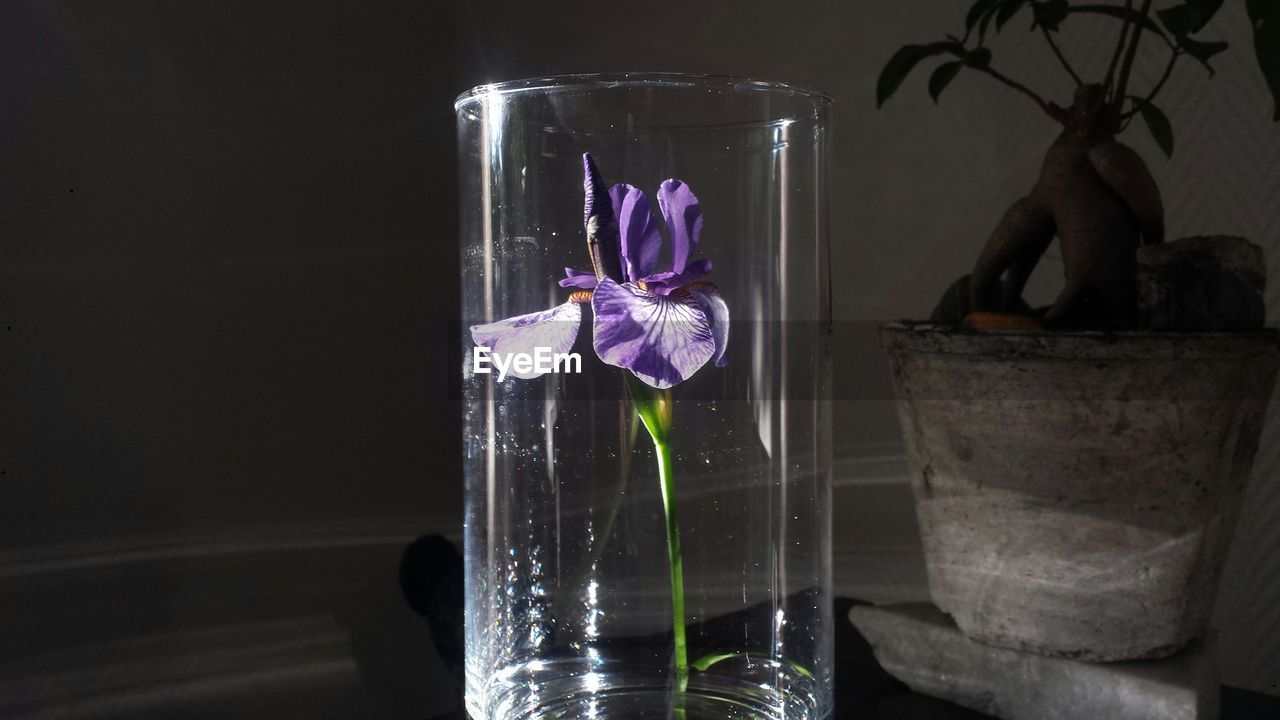 Close-up of purple iris in glass at home