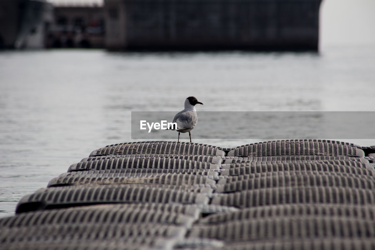 Black-headed gull on pier by sea