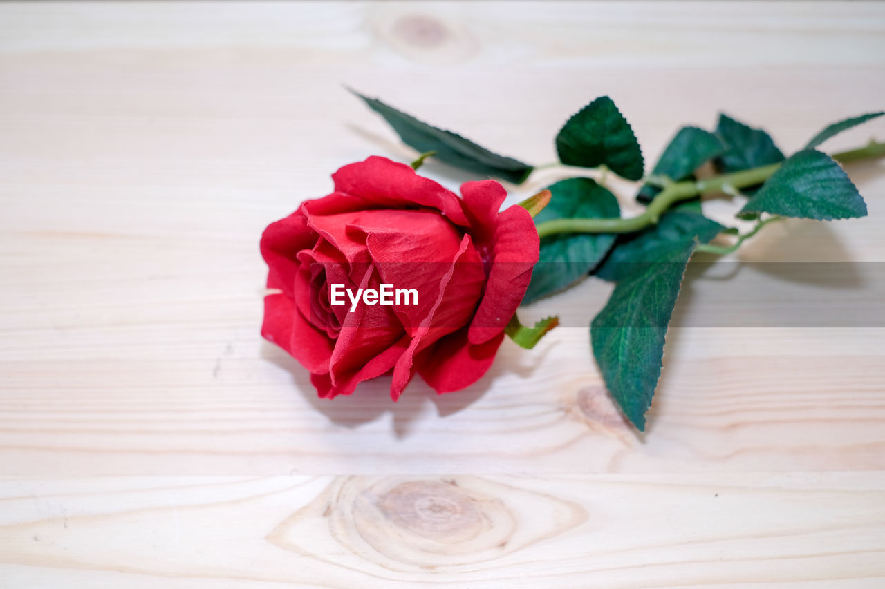 Close-up of red rose on table