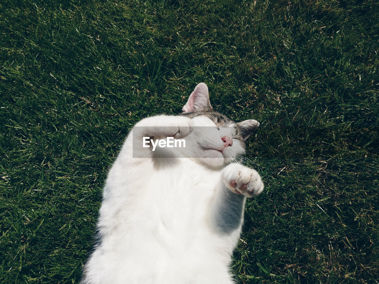 High angle view of cat sleeping on grassy field during sunny day