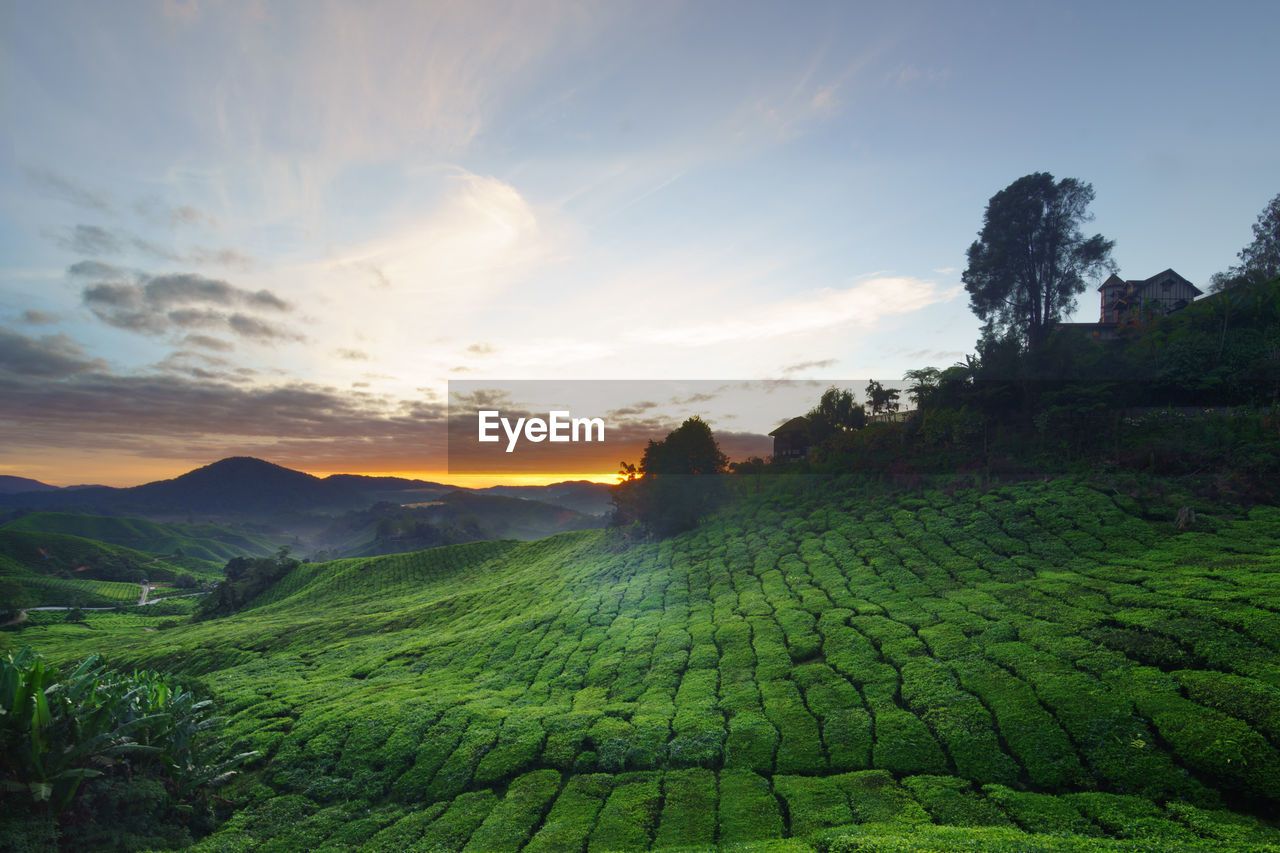 Scenic view of field against sky during sunset