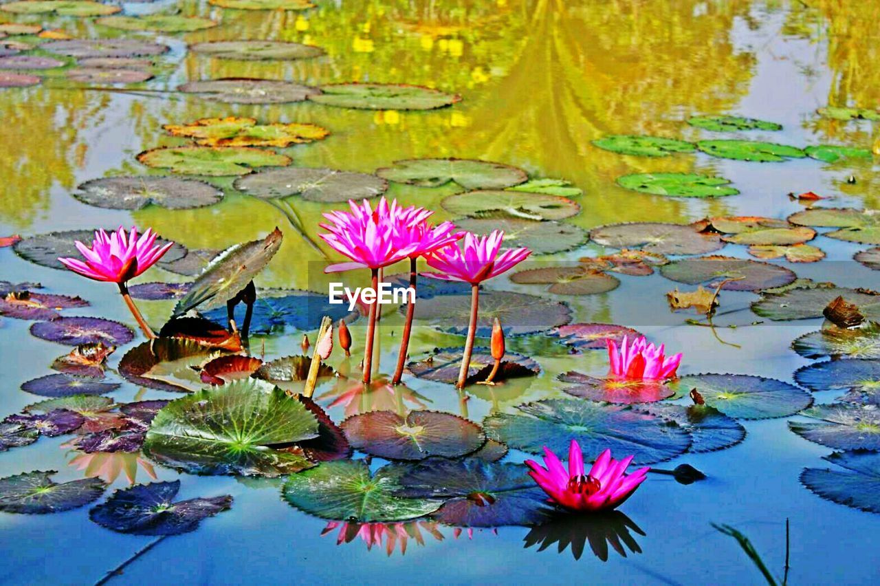 WATER LILIES IN POND