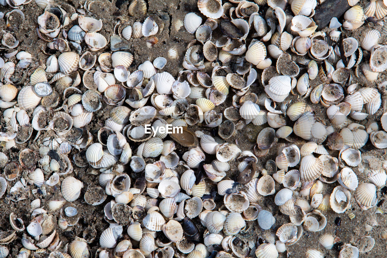 High angle view of shells on sand