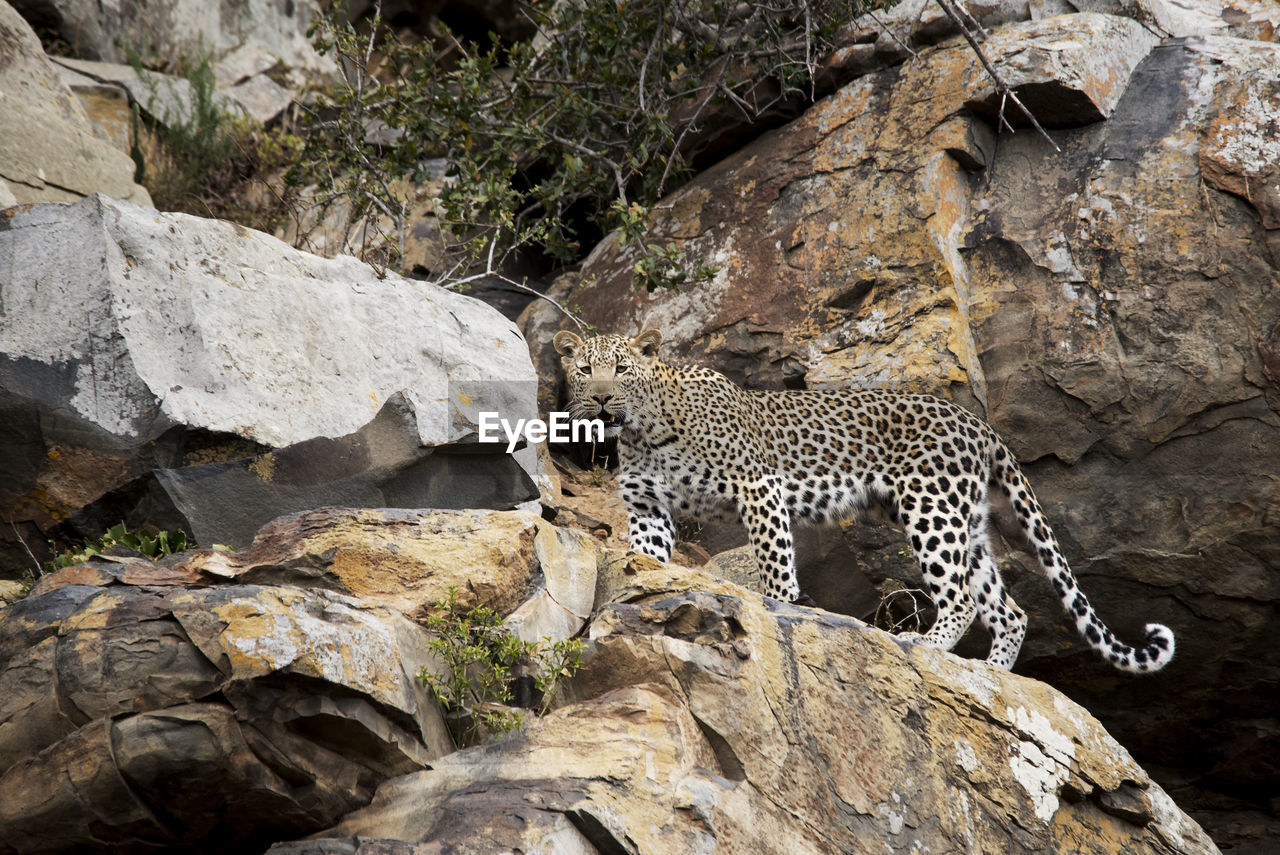 Cape leopard on the rocks