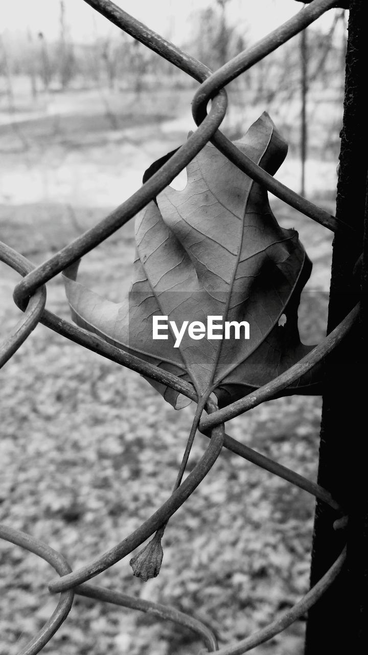 CLOSE-UP OF CHAINLINK FENCE IN WATER