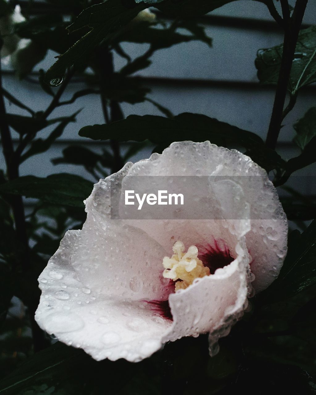 CLOSE-UP OF WHITE FLOWERS ON THE BACKGROUND