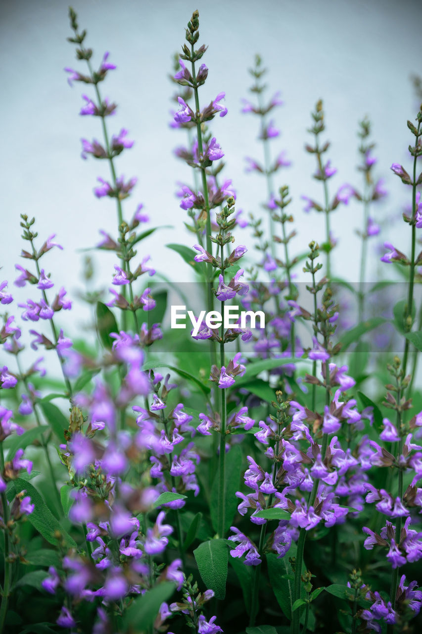 Close-up of purple flowers blooming outdoors