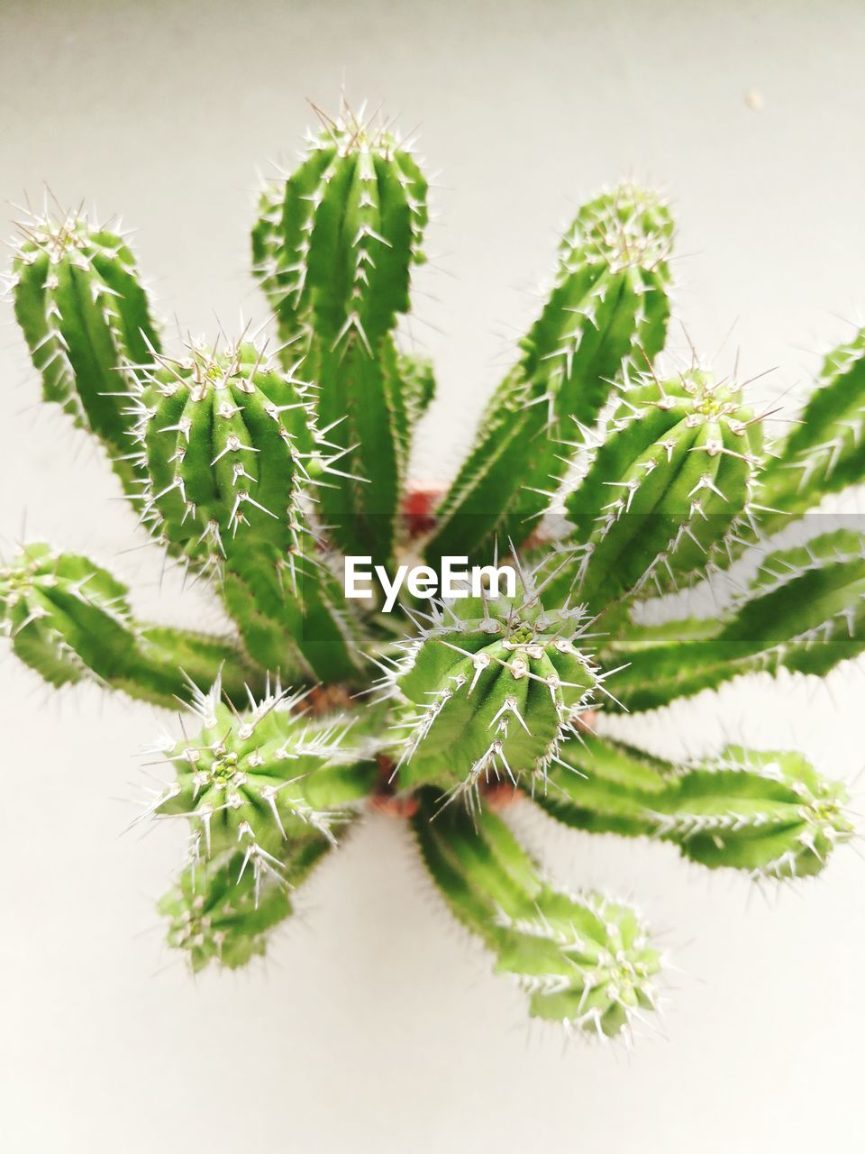CLOSE-UP OF CACTUS PLANT AGAINST WHITE BACKGROUND