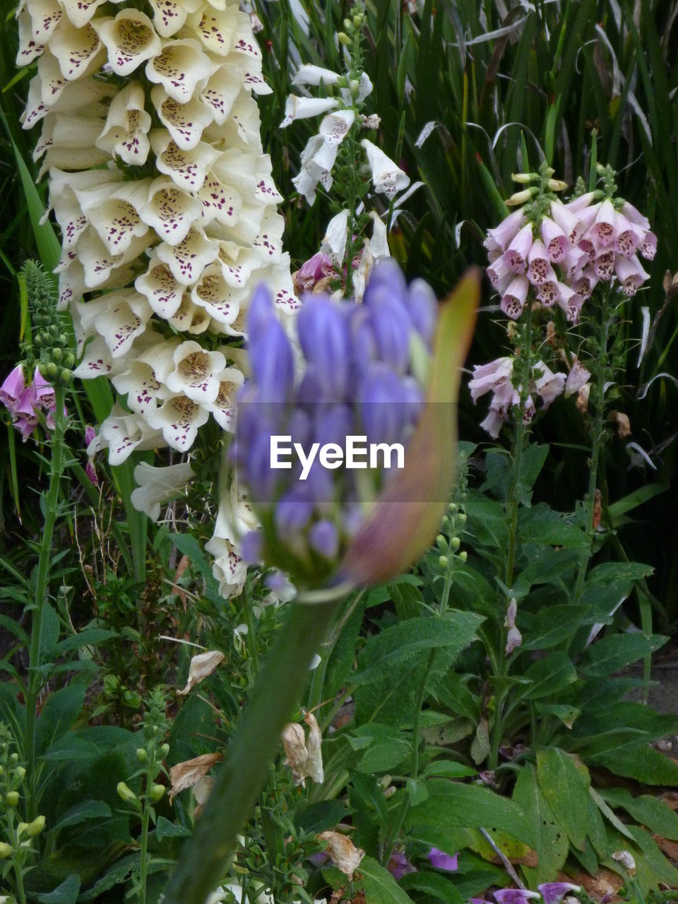 Close-up of purple flowers growing on plant