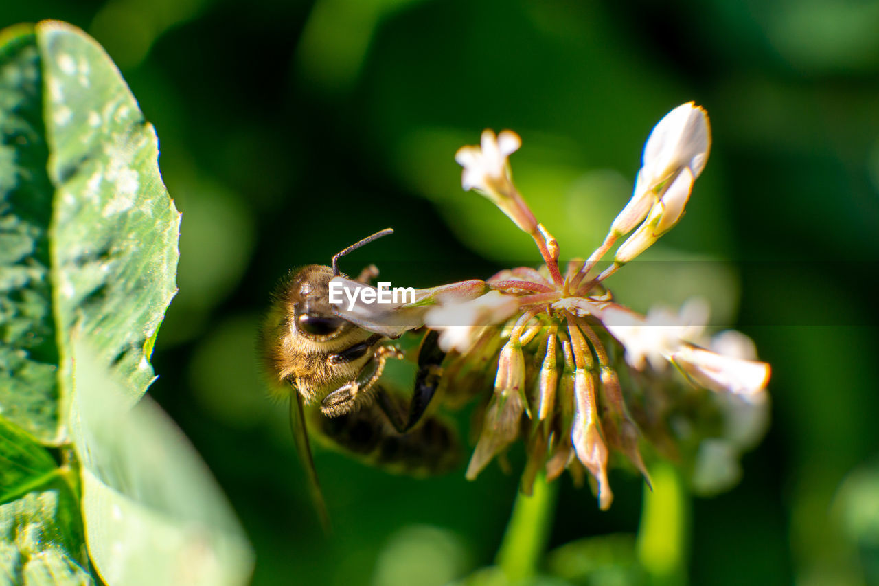 Close-up of bee on flower