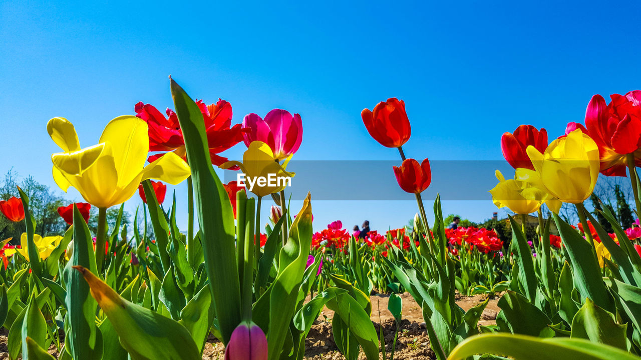 Close-up of multi colored tulips blooming on field against clear sky