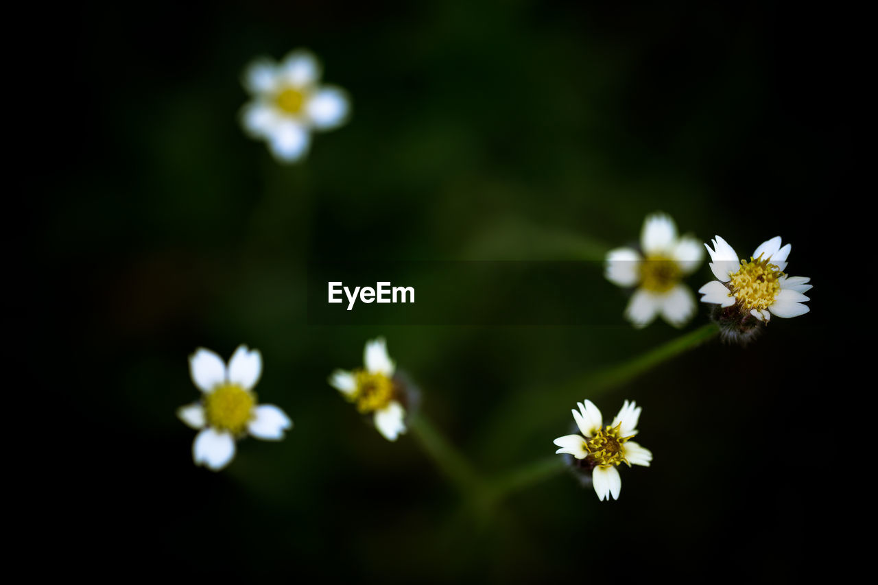 High angle view of white flowers blooming outdoors