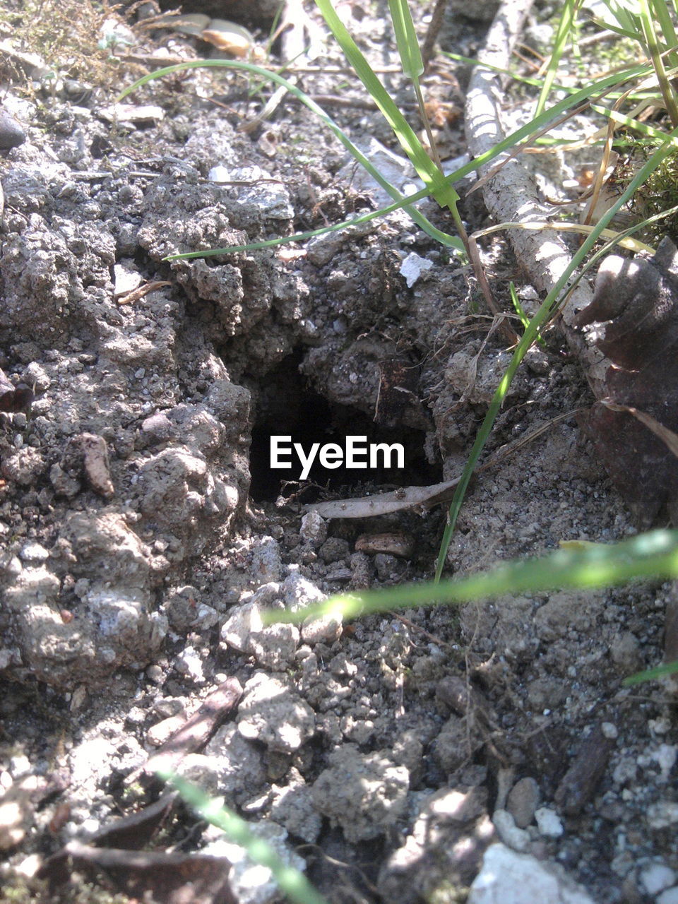 CLOSE-UP OF PLANTS GROWING ON TREE