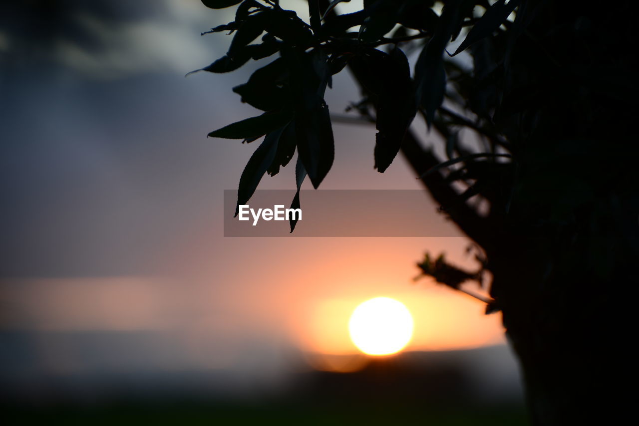 CLOSE-UP OF SILHOUETTE PLANTS AGAINST SUNSET SKY