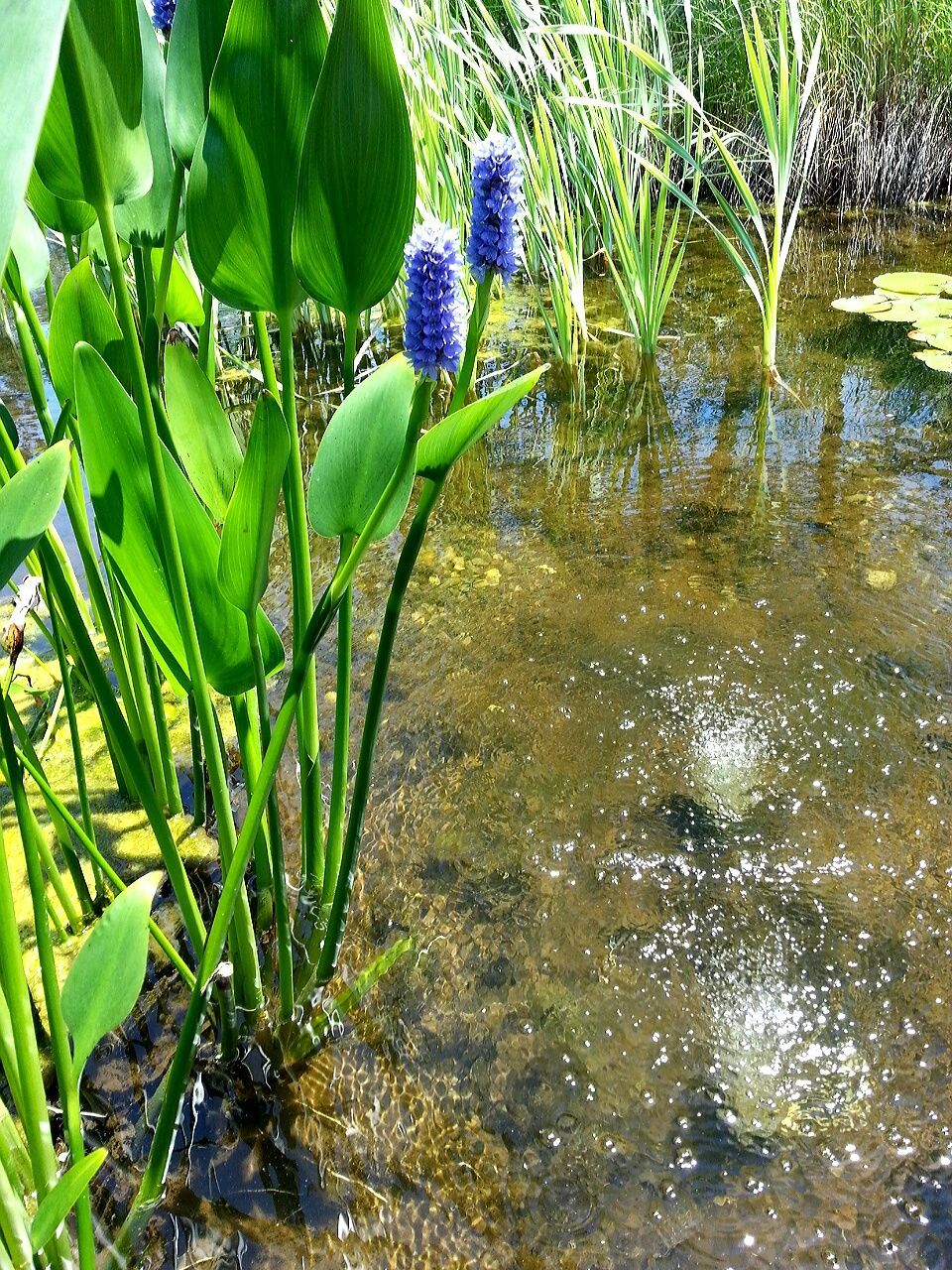 Close-up of plants growing by pond