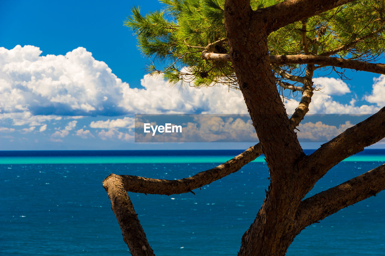 TREE BY SEA AGAINST BLUE SKY