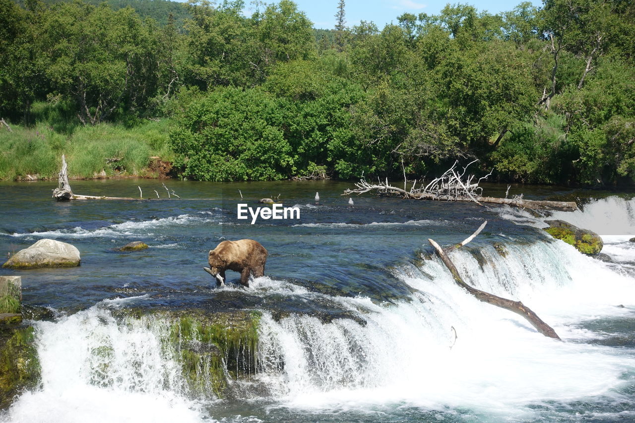 SHEEP IN A RIVER