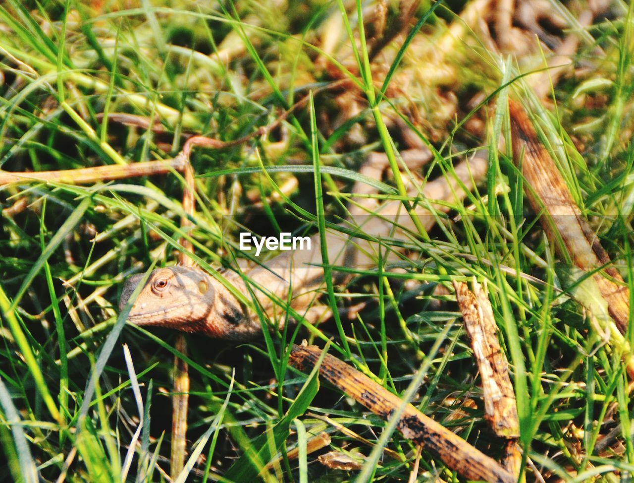 CLOSE-UP OF SNAKE ON FIELD