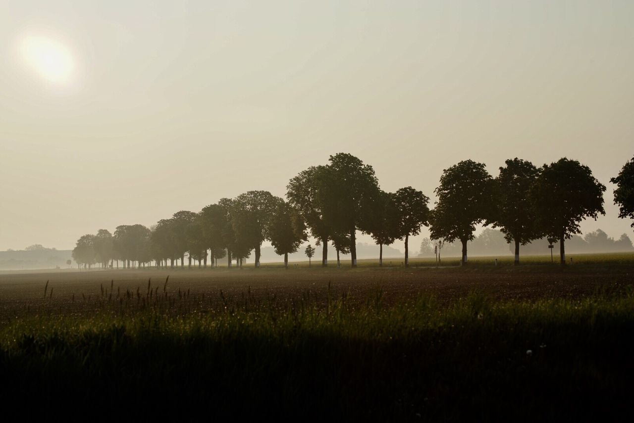 Trees on field against clear sky