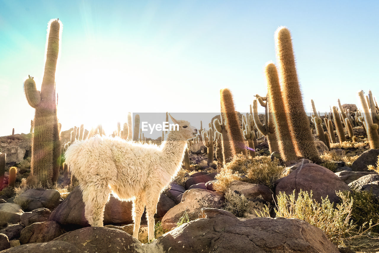 Side view of llama standing on rocks against cactus during sunset