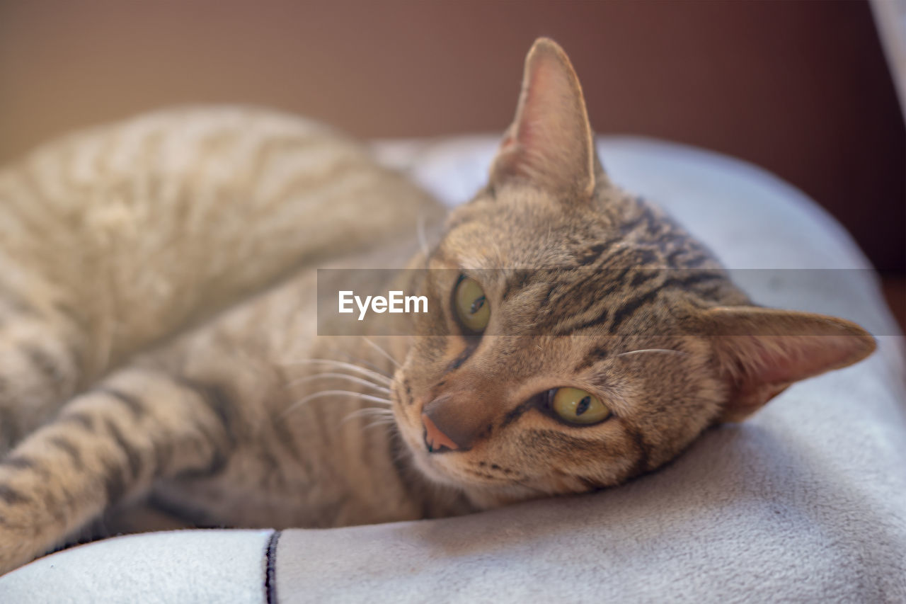 Close-up portrait of a cat resting