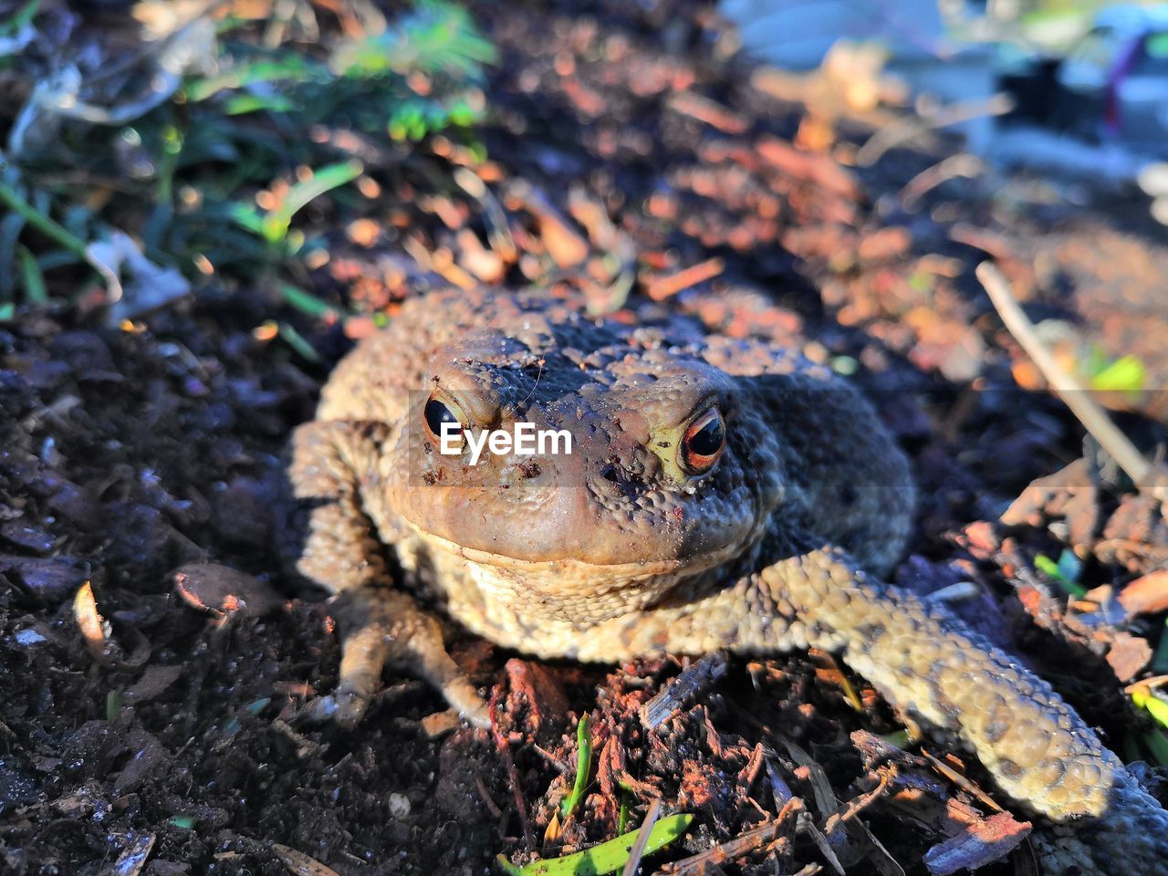 HIGH ANGLE VIEW OF CRAB ON FIELD