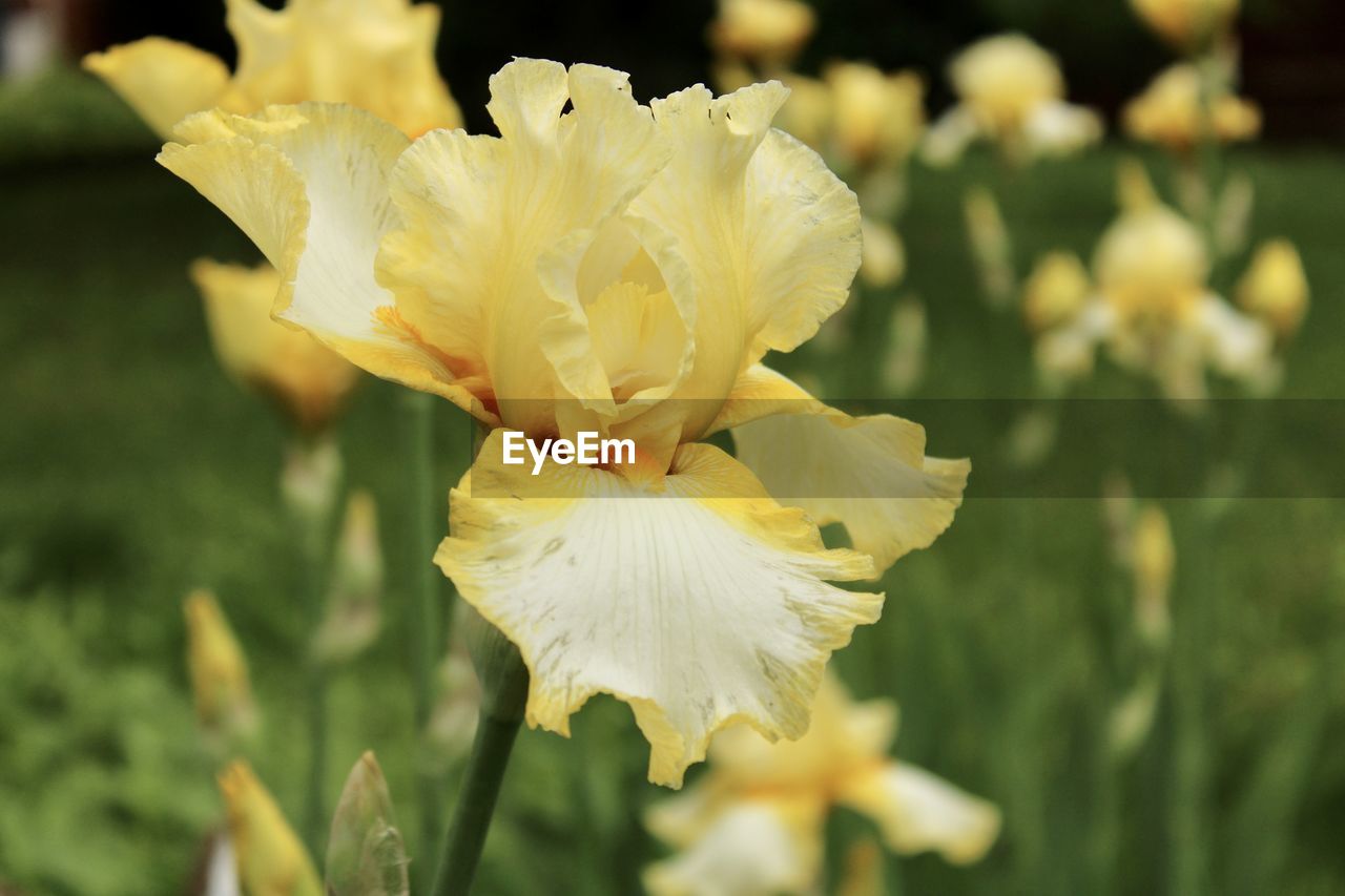 flower, flowering plant, plant, beauty in nature, freshness, petal, close-up, fragility, flower head, yellow, inflorescence, growth, nature, focus on foreground, springtime, white, blossom, no people, outdoors, macro photography, pollen, iris, narcissus, botany, selective focus, day