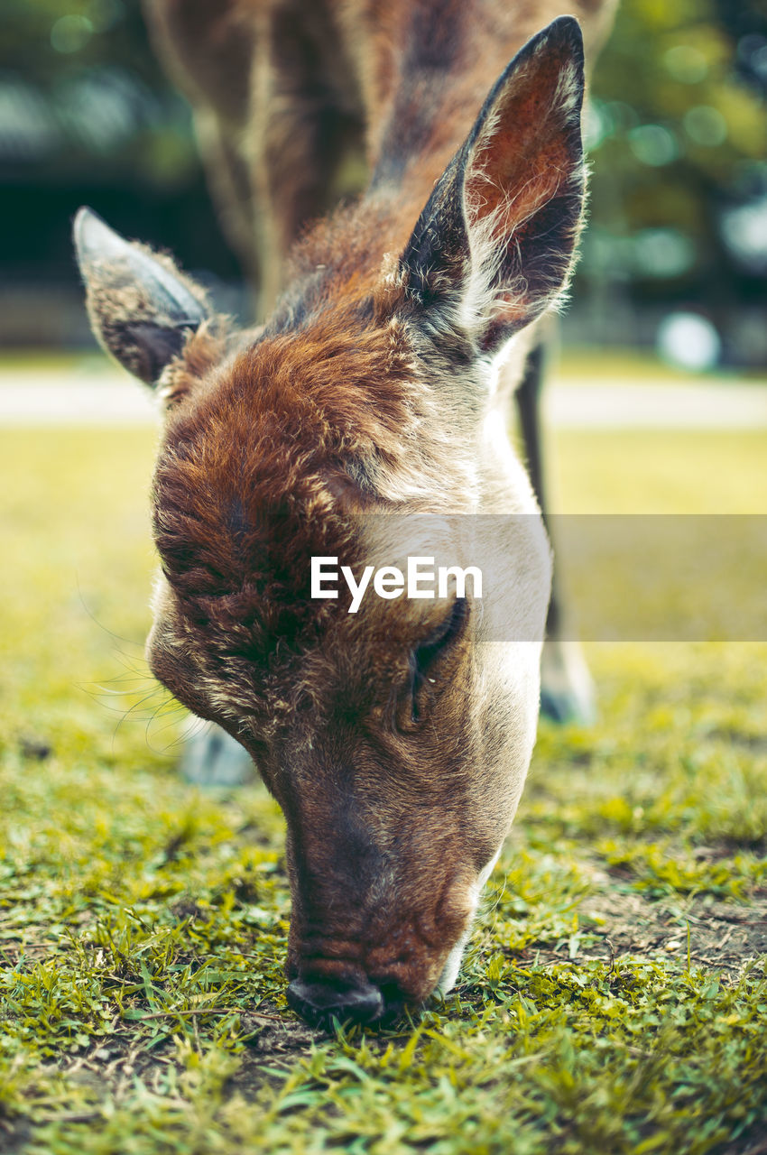 Close-up of deer grazing on field