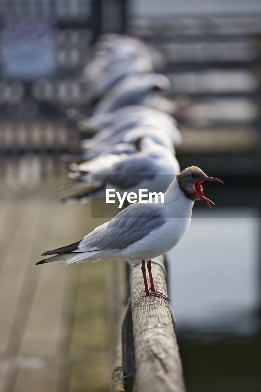 Odd one out, - seagulls sitting on wooden railing 